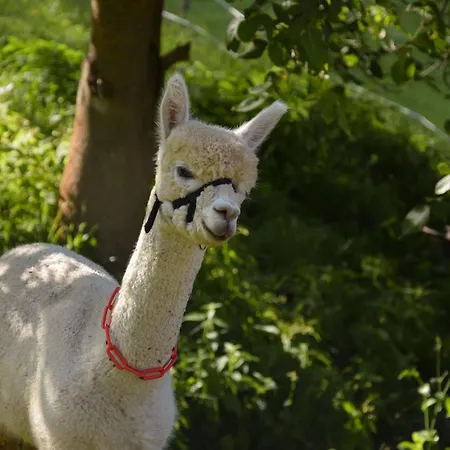 Daire Romantiksuite Bei Seitberger Frauenberg