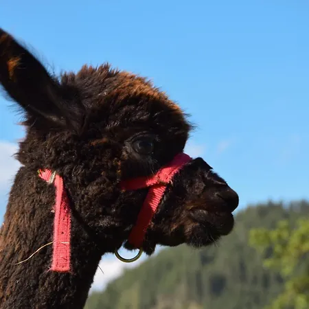 Daire Romantiksuite Bei Seitberger