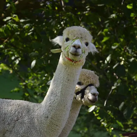 Romantiksuite Bei Seitberger Frauenberg