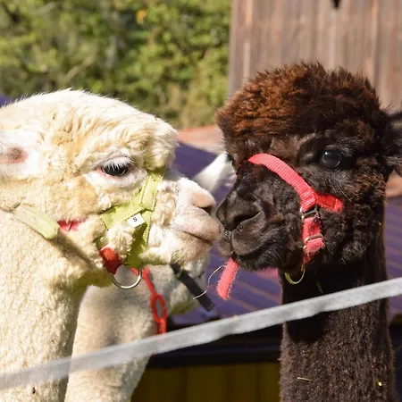 Daire Romantiksuite Bei Seitberger