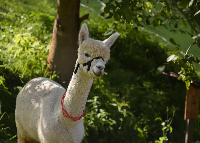 Appartement Romantiksuite Bei Seitberger Frauenberg