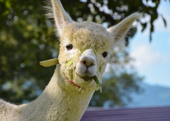 Romantiksuite Bei Seitberger